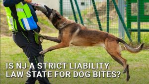Is NJ a Strict Liability Law State for Dog Bites?